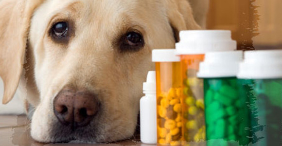 Πώς μπορώ να δώσω χάπι από το στόμα στο σκύλο μου;