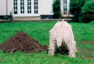 Τι μπορώ να κάνω αν ο σκύλος σκάβει στον κήπο;