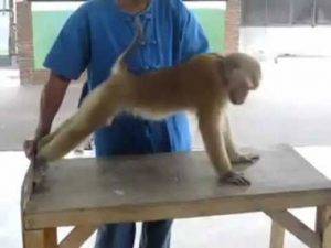 Η μαϊμού που κάνει... push-ups (Βίντεο)