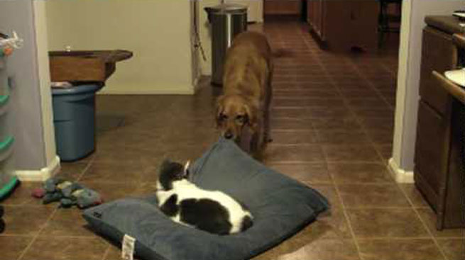 Σκύλος προσπαθεί να πάρει πίσω το κρεβάτι που του έκλεψε η γάτα (Βίντεο)