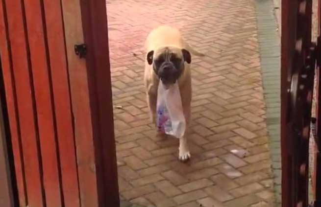 Σκύλος παίρνει τις Σακούλες με τα Ψώνια στο Σπίτι (Βίντεο)