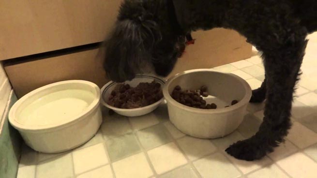 Σκύλος τρώει το φαγητό του μονό αν το ανακατέψει ο ίδιος (Βίντεο)