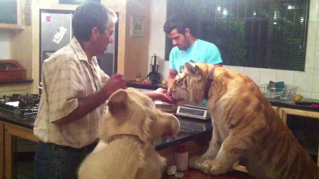 Ταΐζοντας στην κουζίνα τα κατοικίδια... λιοντάρια! (Βίντεο)