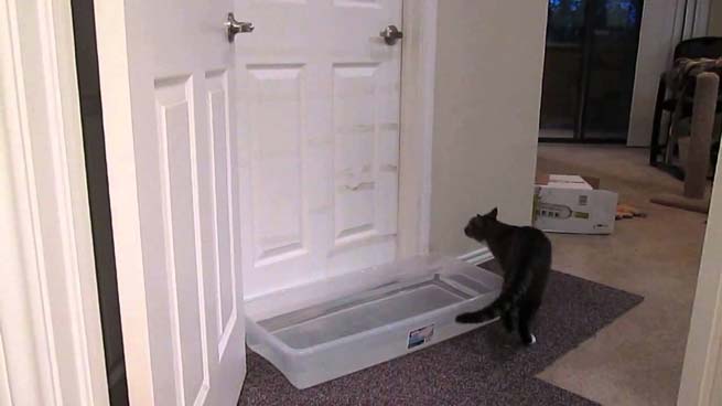 «Τσάκωσε» την πανέξυπνη γάτα του να ανοίγει τις πόρτες (Βίντεο)