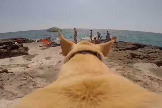 Ένας σκύλος που τρελαίνεται για θάλασσα! (Βίντεο)