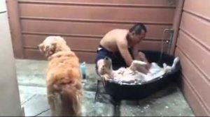 Σκύλος απολαμβάνει SPA (Βίντεο)