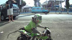 Μαϊμού Καμικάζι... καβαλάει μοτοσυκλέτα και κάνει βόλτες (Βίντεο)