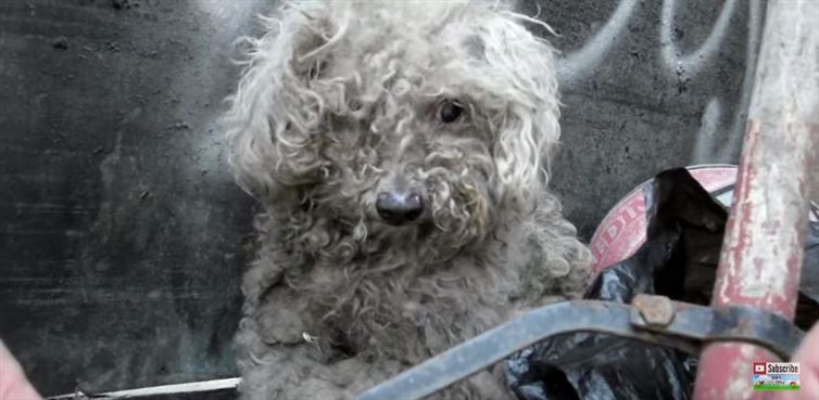 Αυτό το τυφλό σκυλάκι ζούσε σε ένα σωρό από σκουπίδια! Σήμερα όμως έχει μεταμορφωθεί σε… (Βίντεο)