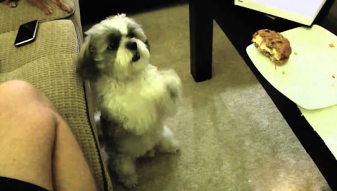 Ο σκύλος ζητά από το αφεντικό να του δώσει το μπισκότο. Δείτε τι κάνει για να το πάρει… (Βίντεο)
