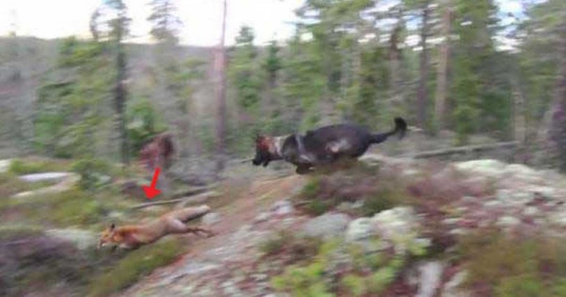 Όταν ένας Γερμανικός ποιμενικός συνάντησε μια αλεπού! Δείτε τι έγινε... (Βίντεο)