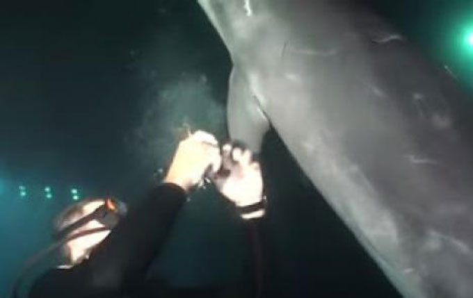 Ένα τραυματισμένο δελφίνι πλησίασε έναν δύτη για βοήθεια... Η συνέχεια συγκλονιστική! (video)