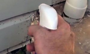 Πως θα ξεφορτωθείτε τα μυρμήγκια με φυσικό τρόπο! (Βίντεο)
