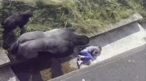 Γορίλας προστάτεψε 5χρονο αγοράκι που έπεσε μέσα στον «χώρο» του σε ζωολογικό κήπο! (VIDEO)