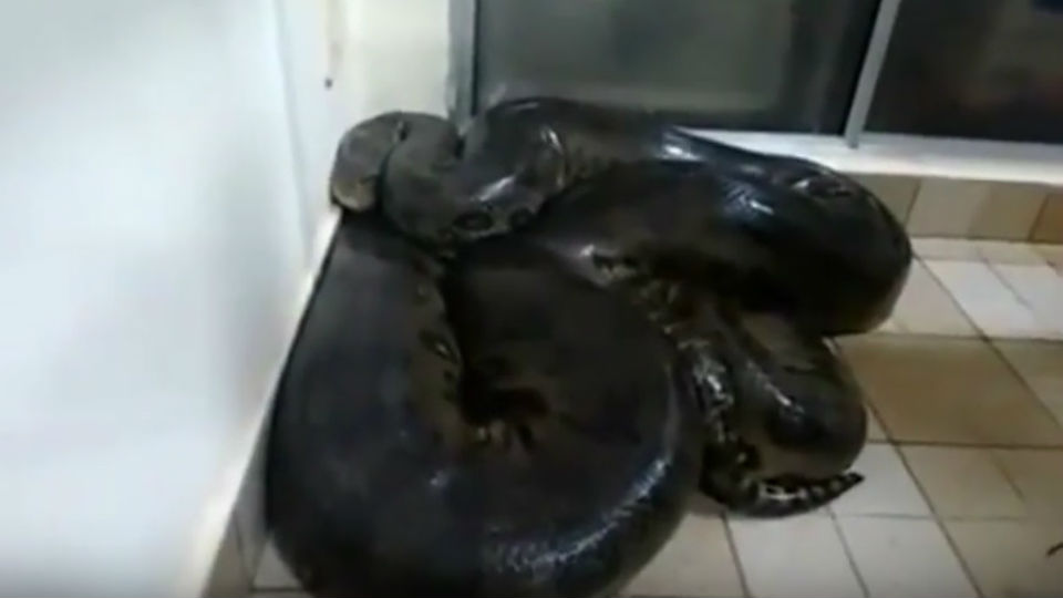 Βρήκε ένα Anaconda στο σπίτι του και προσπάθησε να το αγγίξει. Τι συνέβει; Δείτε το βίντεο!
