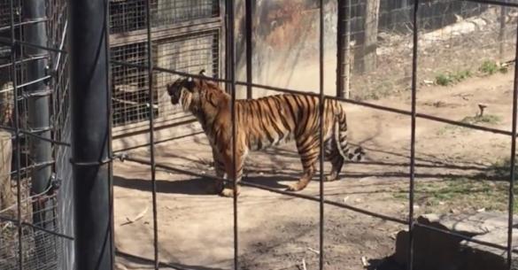 Μπήκε μέσα στο κλουβί της τίγρης για να πιάσει το καπέλο του. (Βίντεο)