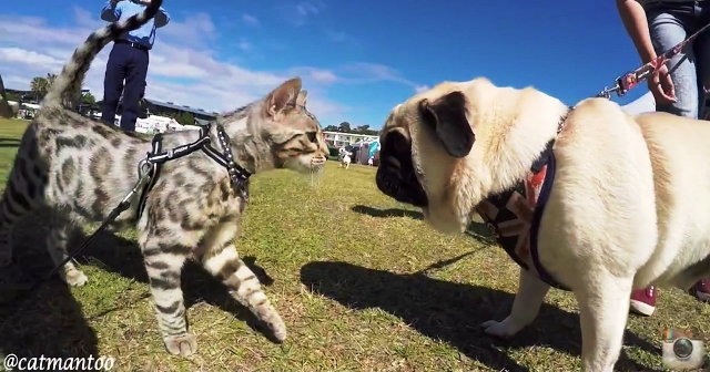 Αυτή η γάτα χαιρετάει 50 σκύλους σε Αυστραλιανό διαγωνισμό σκύλων.