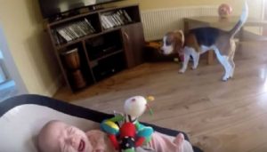 Το μωρό άρχισε να κλαίει, όταν ο σκύλος του πήρε τα παιχνίδια: Τι έκανε για να επανορθώσει;