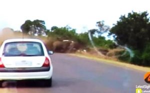 Απίστευτο βίντεο: Όταν τρέχουν τα βουβάλια την… πληρώνουν τα αυτοκίνητα
