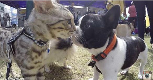 Τι συμβαίνει όταν μια γάτα πάει σε μια εκδήλωση με δεκάδες σκύλους; (Βίντεο)
