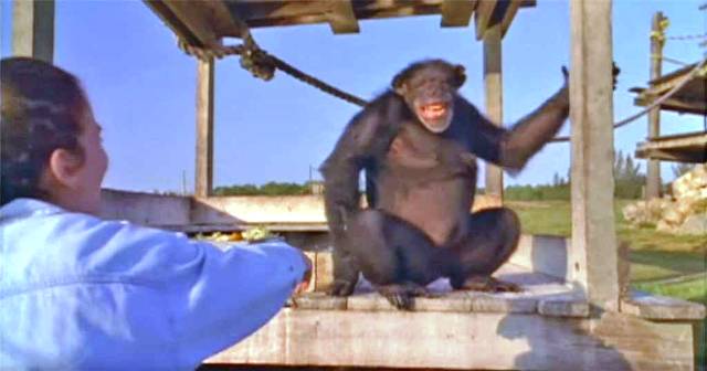 Χιμπατζής ξαναβλέπει την γυναίκα που τον έσωσε μετά από 18 χρόνια.(Video)
