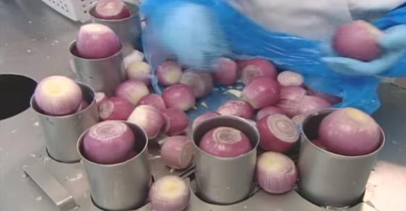 Δείτε πως μαζεύουν και καθαρίζουν τα κρεμμύδια στα εργοστάσια. (Βίντεο)