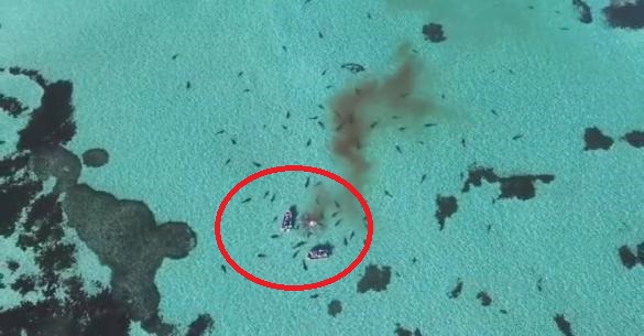 Ανατριχιαστικό! Δεκάδες καρχαρίες περικυκλώνουν δύο σκάφη (Βίντεο)