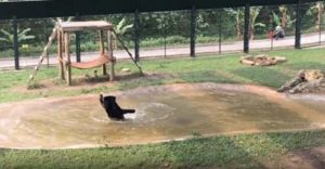 Η πρώτη ημέρα μιας αρκούδας που ήταν χρόνια κλειδωμένη σε ένα κλουβί. (Βίντεο)