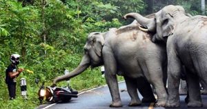 Ελέφαντες χάρισαν την ζωή ενός μοτοσικλετιστή που ικέτευε για τη ζωή όταν τον στρίμωξαν στην γωνία.