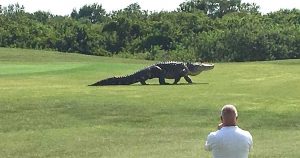 Αυτός ο τεράστιος αλιγάτορας μπήκε μέσα σε ένα τεράστιο γήπεδο γκολφ και αναστάτωσε τους πάντες.