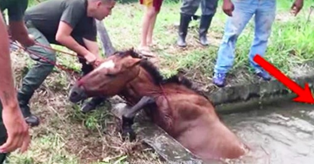 Δεν μπορούσαν να σώσουν ένα άλογο που πνιγόταν μέχρι που ένας άνδρας είχε μια πολύ γενναία ιδέα! (Βίντεο)