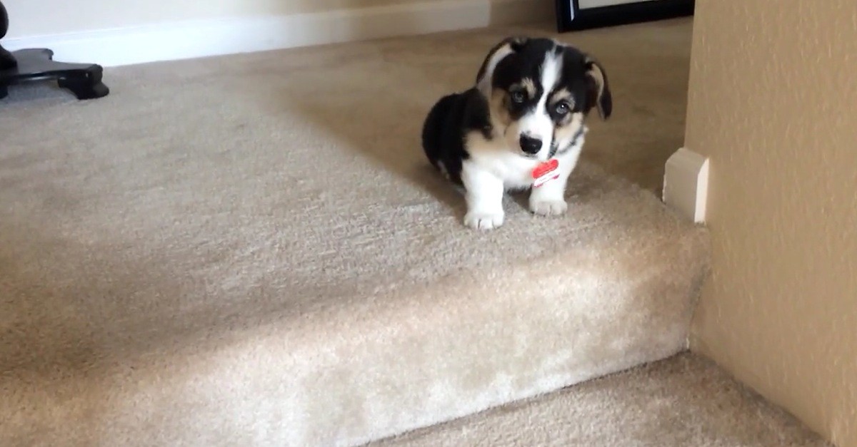 Κουτάβι corgi δεν μπορεί να κατέβει τις σκάλες. Δείτε την αντίδρασή του!