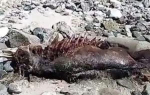 Παράξενο ανθρωπόμορφο πλάσμα με κέρατα και ουρά ξεβράστηκε σε ακτή του Μεξικού (βίντεο)