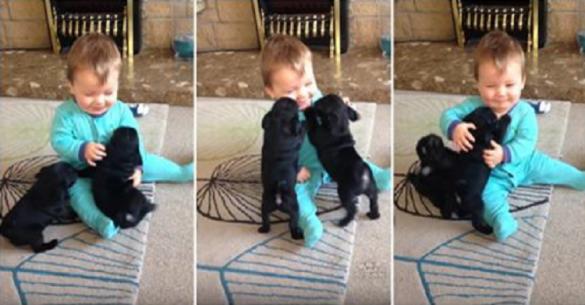 Δύο κουταβάκια pugs κάνουν επίθεση αγάπης σε αυτό το μωράκι. (Βίντεο)