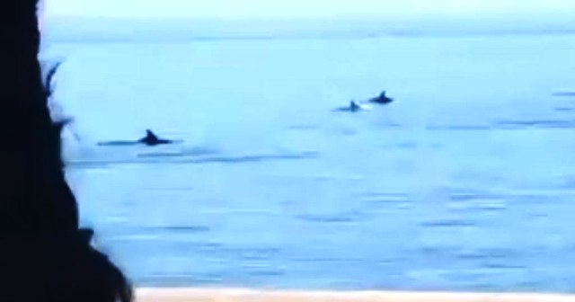 Σπάνια στιγμή σε βίντεο με δελφίνια να κολυμπούν στο Θερμαϊκό!
