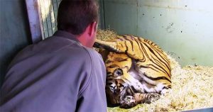 Τίγρης γεννάει αλλά μόλις οι φροντιστές βλέπουν κάτω από τα πόδια της τα χάνουν.