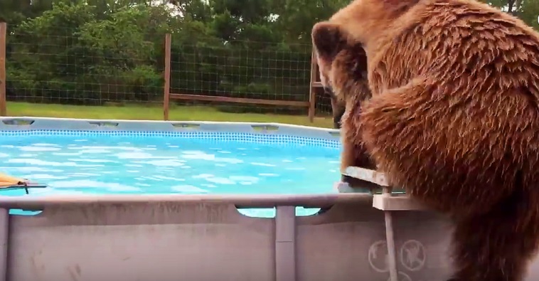 Θα πάθετε πλάκα με αυτή την αρκούδα που ξετρελαίνεται να κάνει βουτιές στην πισίνα!