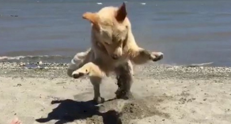 Απλά Κοιτάξτε πόσο υπερβολικά ενθουσιασμένος είναι αυτός ο σκύλος μόνο και μόνο γιατί σκάβει τρύπες στην άμμο!