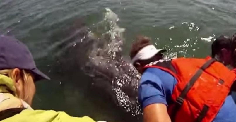 Πλησίασαν με τη Βάρκα τους το Μωρό μιας Φάλαινας. Μόλις όμως είδαν ΤΙ βρισκόταν από κάτω του. Πάγωσαν..!