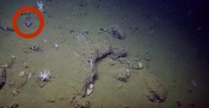 ΑΝΑΤΡΙΧΙΑΣΤΙΚΟ: Αυτό το Απόκοσμο Πλάσμα που κρύβεται στην Άμμο 900 μέτρα κάτω από την Θάλασσα θα σας Προκαλέσει Εφιάλτες!