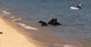 Σπάνια βίντεο με οικογένεια αρκούδων που έπεσαν σε λίμνη για να δροσιστούν.