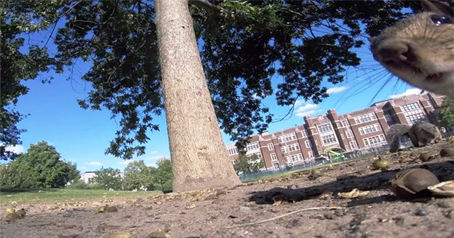 Σκίουρος κλέβει μία κάμερα GoPro και καταγράφει την διαφυγή του