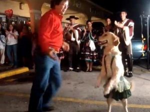 Απίστευτο Βίντεο! Χορεύοντας με τον πιο έξυπνο σκύλο !