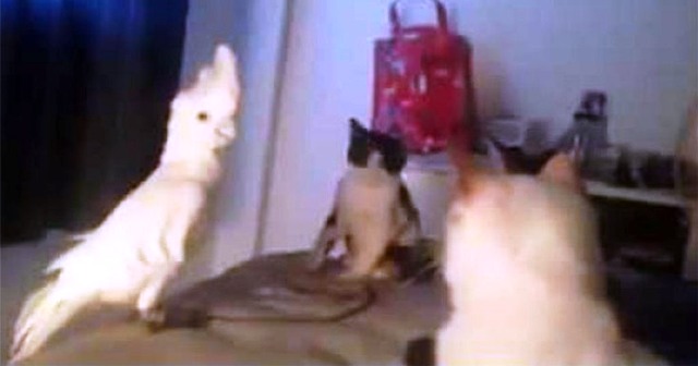 Παπαγάλος νομίζει ότι είναι μέλος της συμμορίας των γατών (Βίντεο)