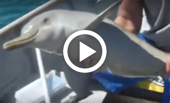 Δείτε πώς ευχαρίστησε ένα μικρό δελφίνι τους ανθρώπους που του έσωσαν τη ζωή! [Βίντεο]