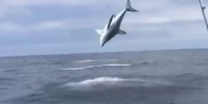 Ο καρχαρίας έγινε έξαλλος…και κάνει τεράστια σάλτα έξω από νερό (Video)