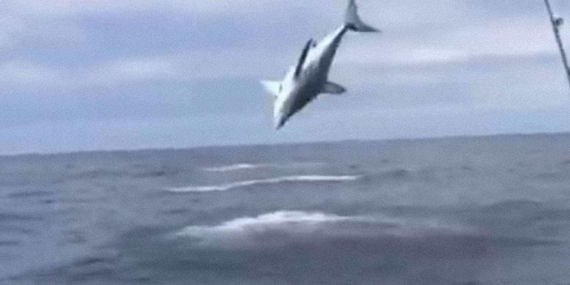 Ο καρχαρίας έγινε έξαλλος…και κάνει τεράστια σάλτα έξω από νερό (Video)