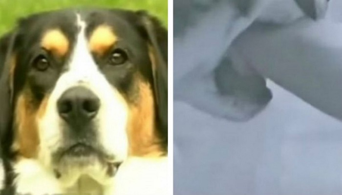 Έκανε ντους όταν ο σκύλος της μπήκε στο μπάνιο και άρχισε να την δαγκώνει και της έσωσε τη ζωή! (Βίντεο)