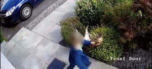 Η εκδίκηση της γάτας -Τι έκανε σε 5χρονο αγόρι που τη χτύπαγε με μίσος (Βίντεο)