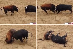 Πολύ σκληρές εικόνες: Ταύροι συγκρούονται κεφάλι με κεφάλι και ξεψυχούν μπροστά στην κάμερα (Video)