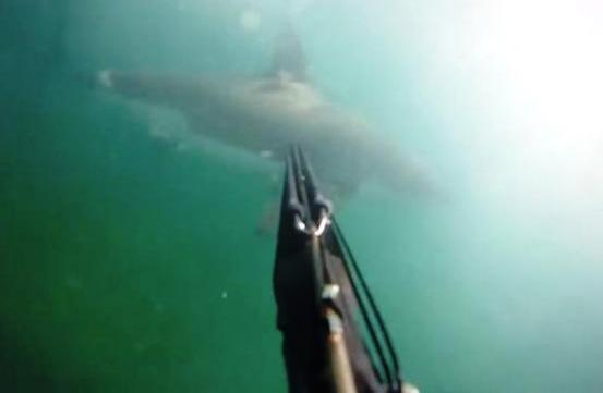 Η δραματική μάχη ενός δύτη με έναν λευκό καρχαρία (Video)
